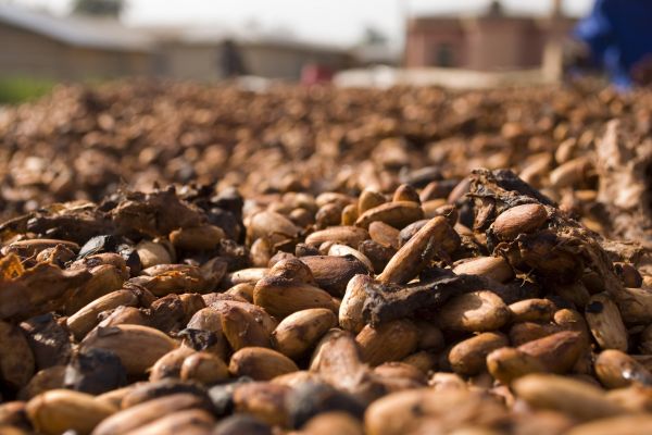 Large Cocoa Bean Stockpiles In Ivory Coast Raise Quality Concerns