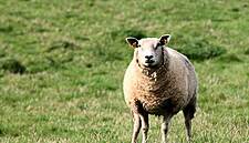 Minister For Agriculture 'Extremely Disappointed' With CAP Budget Cuts