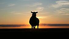 IFA Calls For Fair Share Of Retail Price For Beef And Sheep Sectors