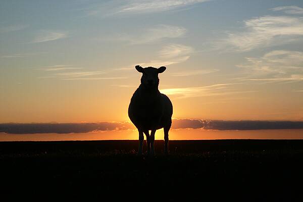 IFA Calls For Fair Share Of Retail Price For Beef And Sheep Sectors