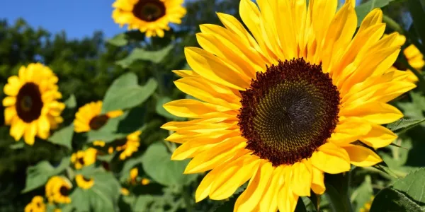 Russia Bans Sunflower Seed Exports, Imposes Quota On Sunflower Oil