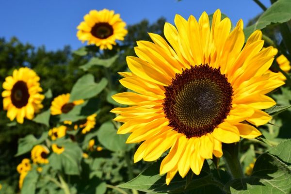 Russia Bans Sunflower Seed Exports, Imposes Quota On Sunflower Oil