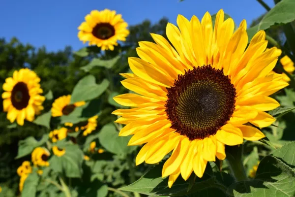 Dublin-based Flower Growers Supplies Aldi With Sunflowers