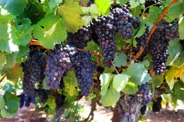 France Raises Wine Output Forecast After Late Charentes Rain