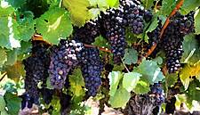 France Raises Wine Output Forecast After Late Charentes Rain
