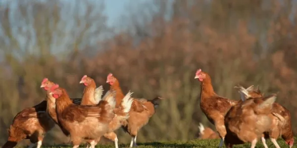 Avian Flu Outbreak Wipes Out 50.54m US Birds