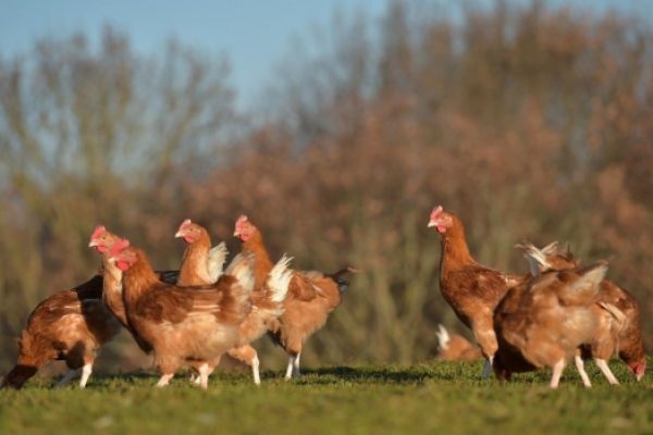 Avian Flu Outbreak Wipes Out 50.54m US Birds