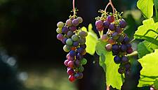 Irish Tasters Pick Top Wines For Australia Day Tasting