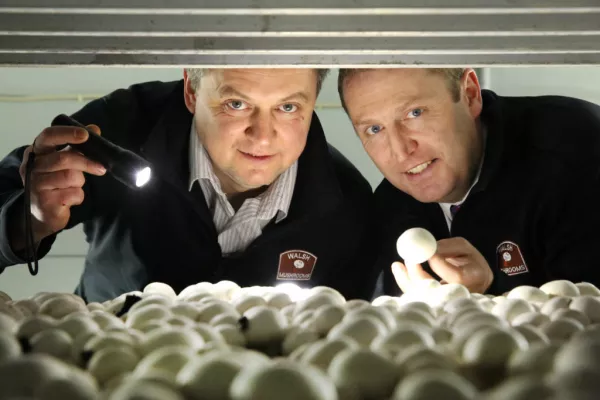 Walsh Mushrooms Group Acquires Golden Mushroom's Assets