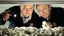 Walsh Mushrooms Group Acquires Golden Mushroom's Assets