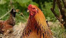China's 'Richest Chicken Farmer' Joins Bid For Moy Park