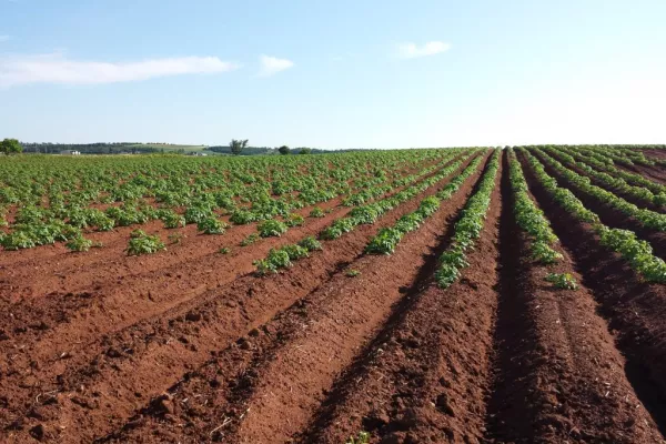 Potato Prices Increase As Supply Tightens