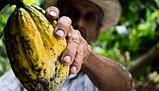 Adverse Weather To Hit Ghana Cocoa Output More Than Expected: Traders