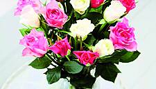 Aldi Increases Fairtrade Roses Sales By 20% In 2016
