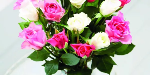 Aldi Increases Fairtrade Roses Sales By 20% In 2016