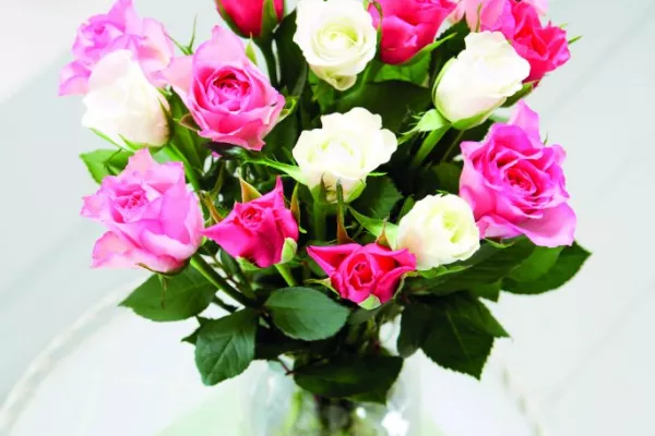 Aldi Increases Fairtrade Roses Sales By 20% In 2016