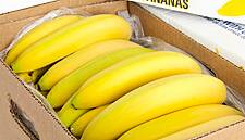 Fyffes Graduates To Gain Work Experience On Central American Tropical Fruit Farm