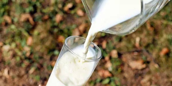 ICMSA: Drop In Milk Production Could Result In €15 Loss To Farmers Wages
