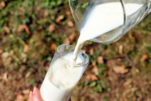 ICMSA: Drop In Milk Production Could Result In €15 Loss To Farmers Wages