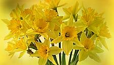 Aldi To Donate €1 From Every Bumper Bouquet Sold On Daffodil Day