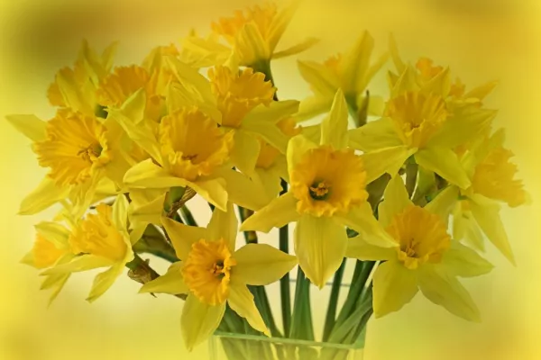 Aldi To Donate €1 From Every Bumper Bouquet Sold On Daffodil Day