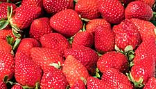 Keelings Strawberries Shorlisted For Food & Drink Awards Finals