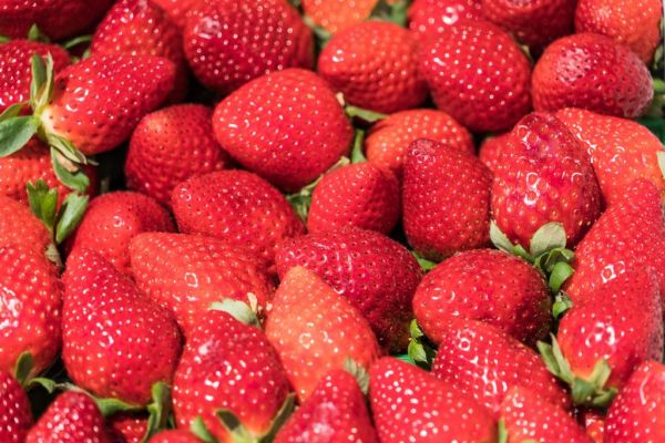 Fruit Producers Harvest First Crop As Irish Strawberries Flourish