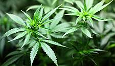South African Wine And Spirits Maker Distell Branches Out Into Cannabis Products
