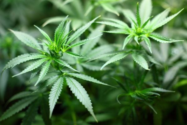 Constellation Brands Exercises Canopy Growth Warrants