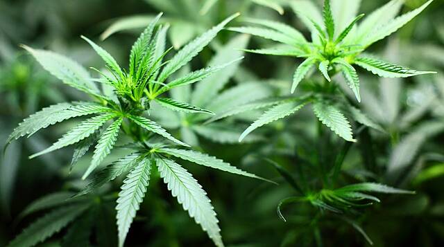 South African Wine And Spirits Maker Distell Branches Out Into Cannabis Products