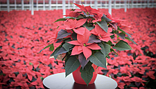 Aldi Signs Deal With Gorey Nurseries For Fairtrade Poinsettias
