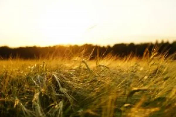 EU Offers Farmers Aid, More Land To Grow Due To Ukraine War