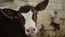 Number Of Calves Born Increases By 300,000 Over Past Decade