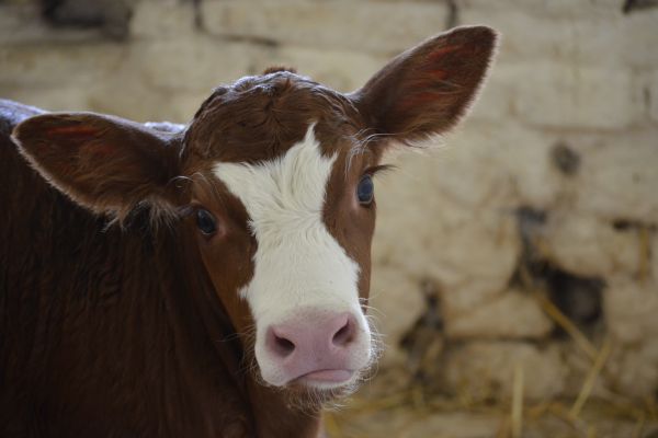 Number Of Calves Born Increases By 300,000 Over Past Decade