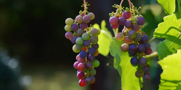 Heatwaves Force Early Spanish Wine Harvests, Nighttime Picking