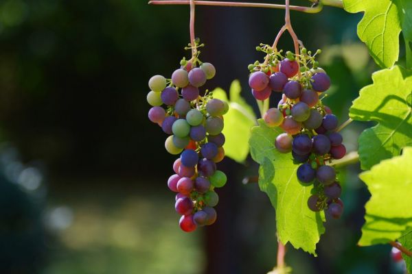 Heatwaves Force Early Spanish Wine Harvests, Nighttime Picking