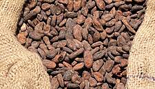 Ivory Coast Seeks To Sell 100,000 Tonnes Of Cocoa As Buyers Haggle