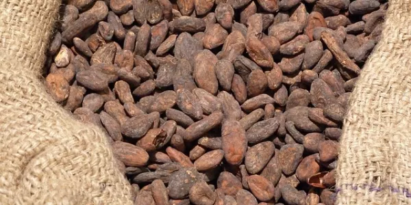 Unexpected Rains In Ivory Coast Revive Hopes For Cocoa Crop, Say Farmers