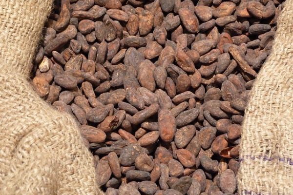 Ivory Coast Cocoa Farmers Hope For Downpours As Rains Slow