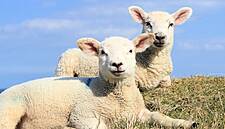 IFA Calls Latest Lamb Price Cuts 'Unjustified' And 'Totally Excessive'