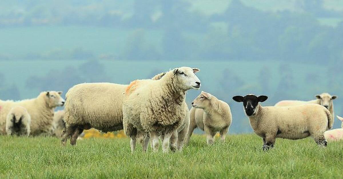 Bord Bia Launches New Quality Assured Irish Lamb Advertising Campaign ...