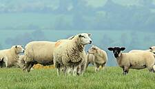 Qatari Market Now Open For Irish Meat and Meat Products