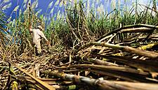 Monsoon Covers Most Parts of Cane, Cotton, Soybean Fields in India