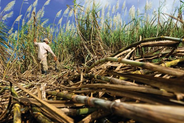 Monsoon Covers Most Parts of Cane, Cotton, Soybean Fields in India