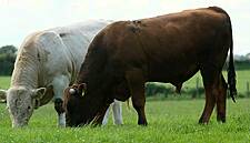 IFA: Live Exports Trade Performed 'Very Positively' In 2018