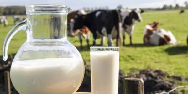 IFA Chairman Praises Kerry Group's Increased July Milk Price