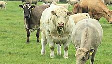 IFA Urges Creed To Directly Confront Meat Factories Over Price Cuts
