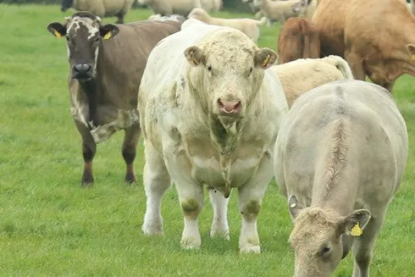 IFA: Factories Struggling To Buy Cattle At Lower Quoted Prices This Week