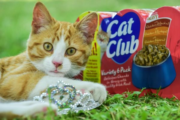 Mackle Petfoods Runs Competition To Find ‘The Face’ For Its Cat Club Brand