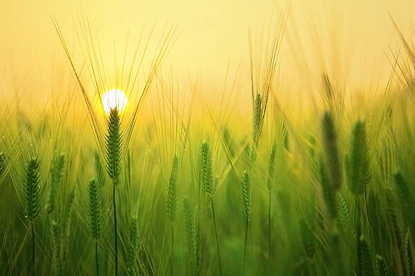 Strategie Grains Cuts EU Wheat, Barley Crop Forecast But Sees Rain Relief